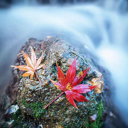 Laowa 9mm T2.9 Zero-D Cine Lens